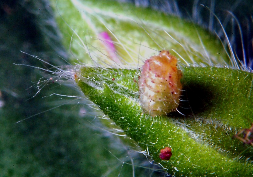 Ancora Cacyreus marshalli